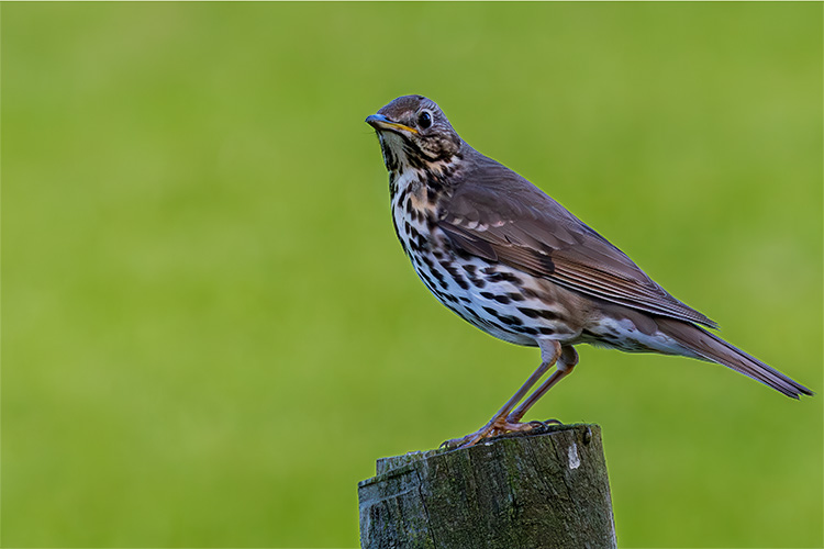 Song thrush Turdus philomelos